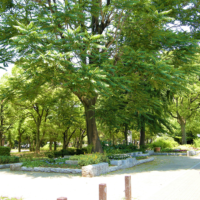 ザビエル公園 リニューアル計画